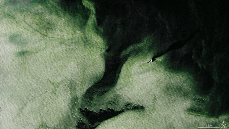 La Antártida se vuelve verde