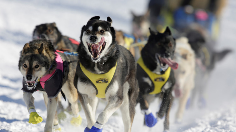 "Más que trineos con piel": Coca-Cola, criticada por patrocinar "cruel" evento canino