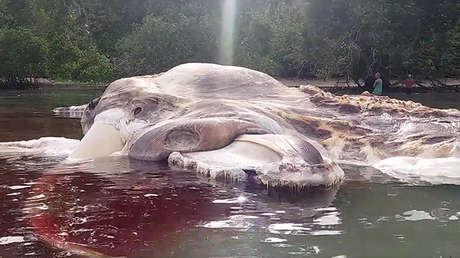 Cadáver gigante de una monstruosa criatura desconcierta a los científicos (Fotos, videos)