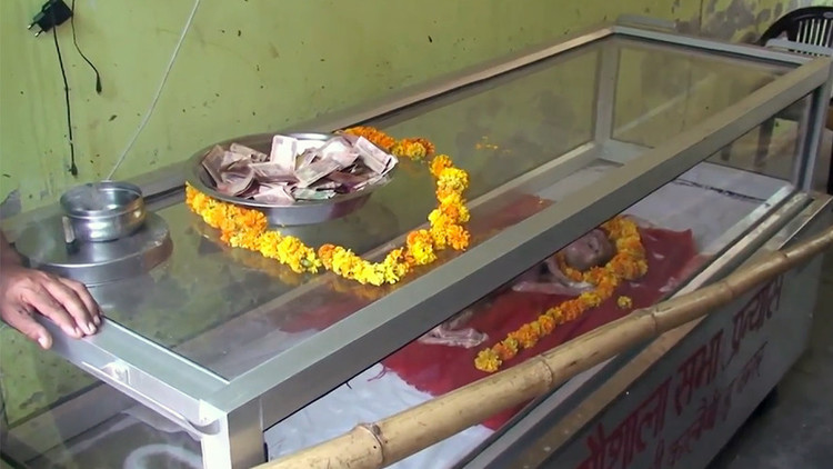Becerro con rostro humano es venerado como la encarnación de un dios en la India (Foto y video)