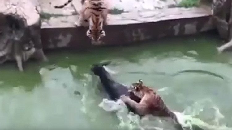 FUERTES IMÁGENES: El personal de un zoológico en China da a comer un burro vivo a dos tigres