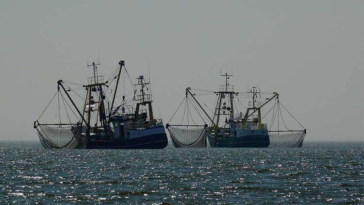 FOTO: Hallan una extraña criatura marina de dos cabezas que deja perplejos a los científicos