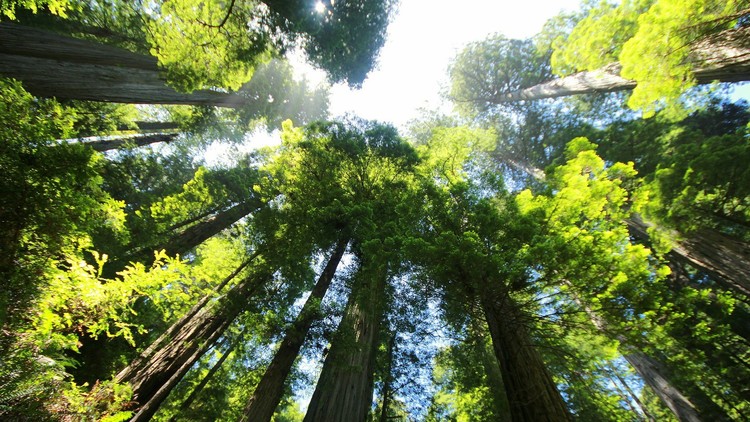 Las autoridades cortan su árbol favorito, lo multan, y él decide vengarse de la manera más cruel