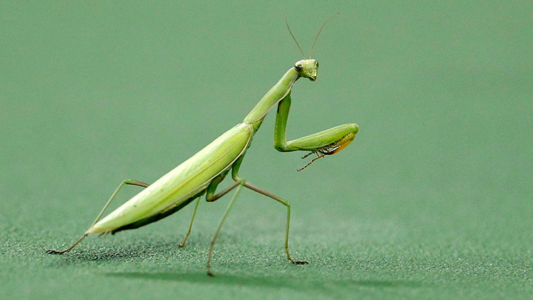 Foto: La tenebrosa imagen de una mantis devorando la cabeza de un pájaro inquieta a las redes