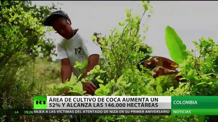 Colombia: El área De Cultivo De Coca Aumenta Un 52% Y Alcanza Las 146. ...