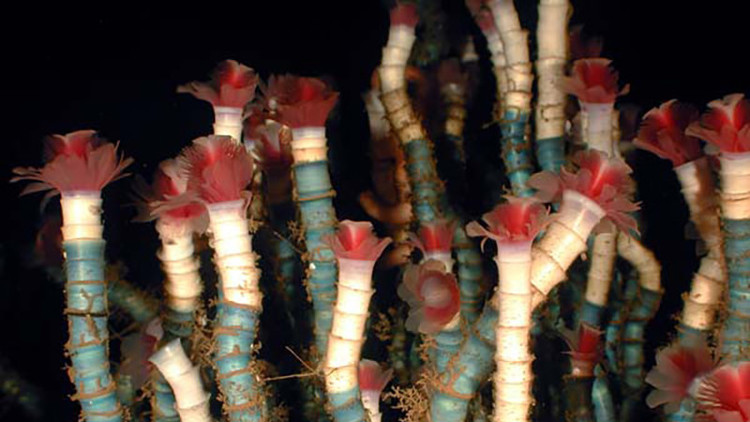 Una especie del golfo de México es uno de los animales más longevos de la Tierra