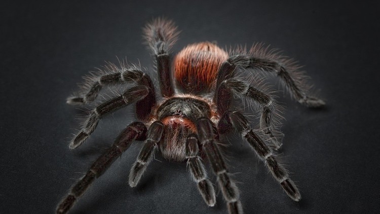 VIDEO: Una enorme araña de película aterra a una pareja en su casa