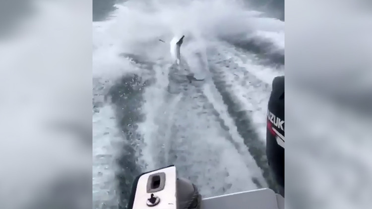 VIDEO: Amarran a un tiburón a una lancha y lo arrastran hasta matarlo