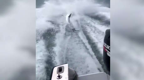 VIDEO: Amarran a un tiburón a una lancha y lo arrastran hasta matarlo