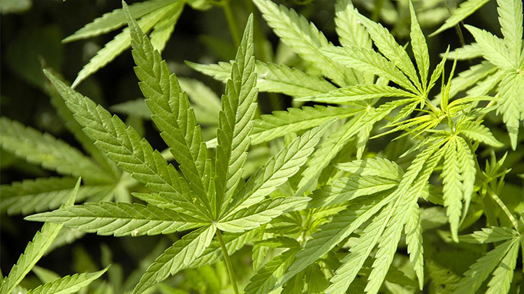 Un indonesio es encarcelado por cultivar marihuana para su esposa enferma de cáncer