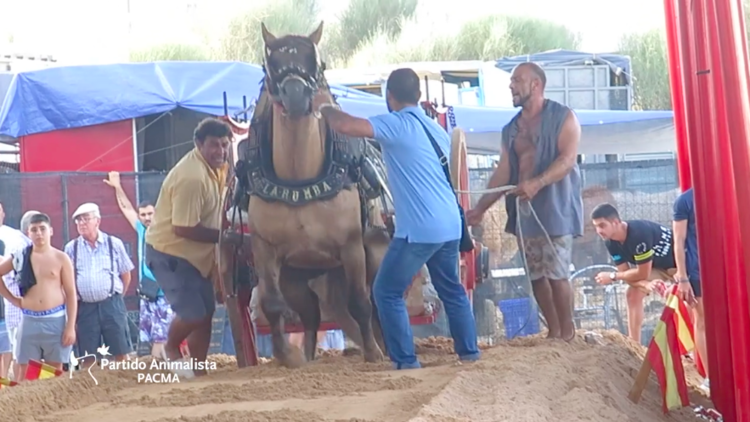Golpes en hocico, barriga o testículos: las exhibiciones de 'tiro y arrastre' en Valencia (VIDEO)