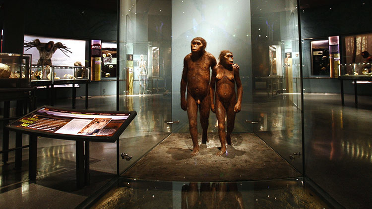 Desmienten la principal causa de la aparición de los humanos