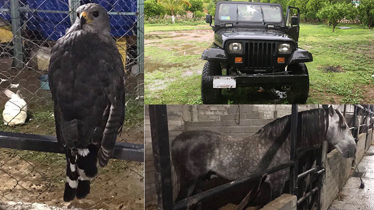 México: Descubren un exótico zoológico propiedad de un integrante del cartel de la droga 'Los Rojos'