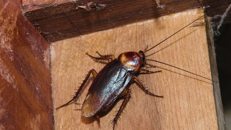 Inquietante: extraen una cucaracha viva del cráneo de una mujer en la India