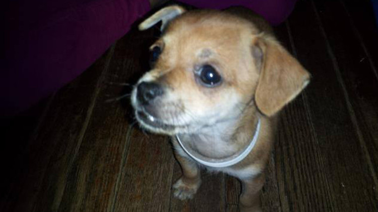 PETA pagará 49.000 dólares por 'secuestrar' y sacrificar a la chihuahua de una niña de 9 años