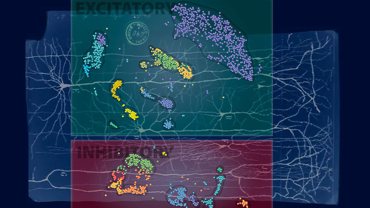 Científicos descubren nuevos tipos de neuronas
