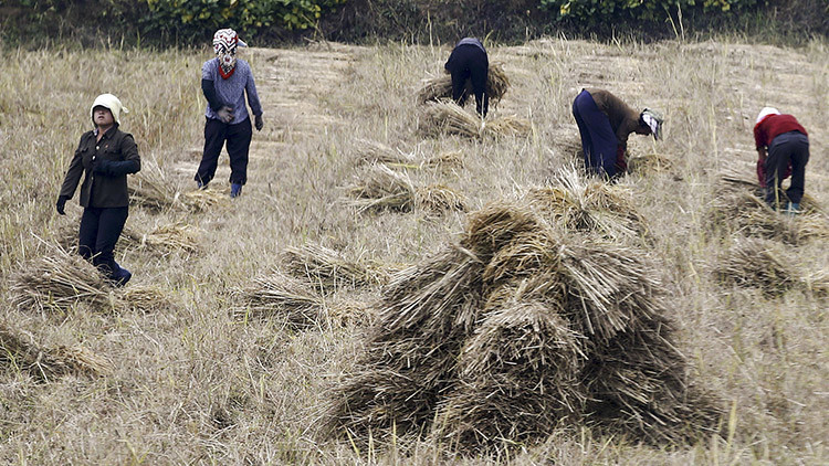 Corea del Norte corre peligro de sufrir una hambruna por la peor sequía en casi dos décadas