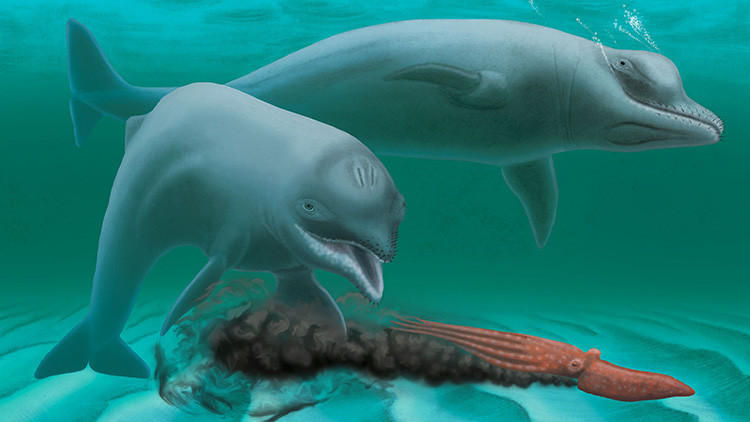 Descubren un mini delfín prehistórico que no tenía dientes y absorbía los peces