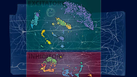 Científicos descubren nuevos tipos de neuronas