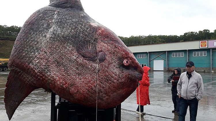FOTOS: Un monstruoso pez de una tonelada es capturado en Rusia