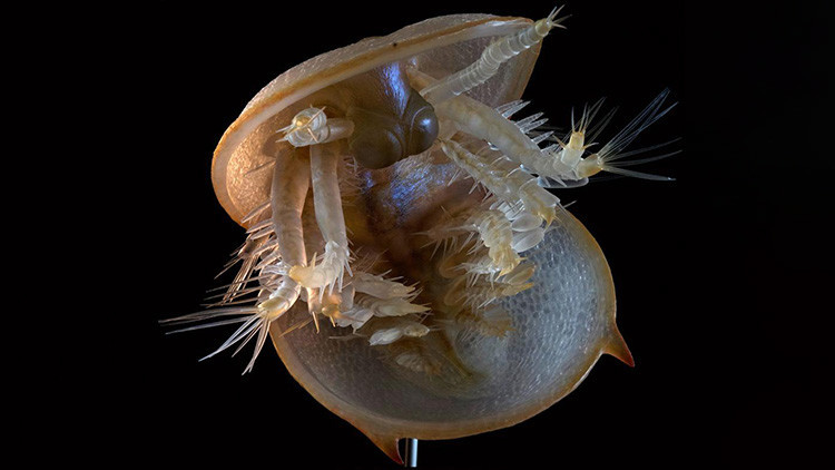 ¿Un alien? Científicos recrean imagen de una criatura de hace 500 millones de años