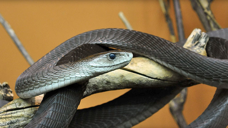 Muere un bloguero ruso que se dejó picar por una mamba 