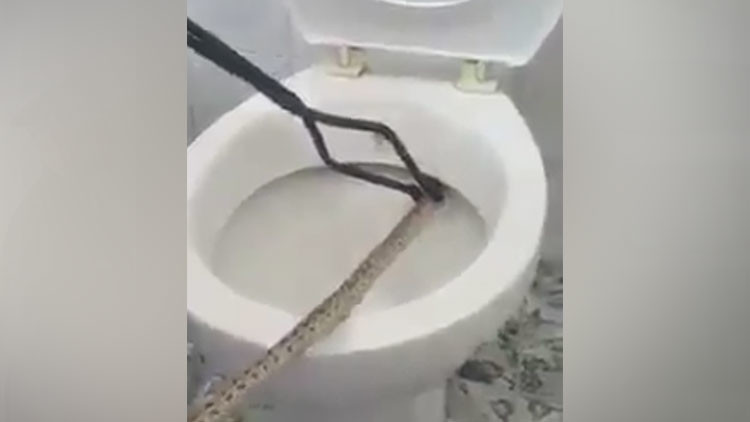 FUERTE VIDEO: Sacan una serpiente de un metro del inodoro