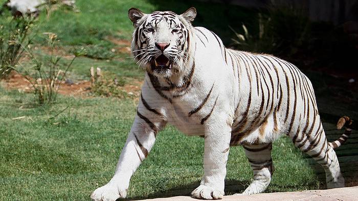 Tigres De Bengala Matan A Un Tigre Blanco Por Un Descuido En Un Zoo De India Rt