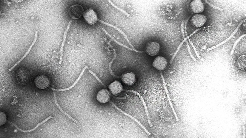 Este centenario 'devorador de bacterias' podría 'jubilar' a los antibióticos