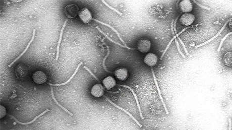 Bacteriófagos vistos a través de un microscopio electrónico.