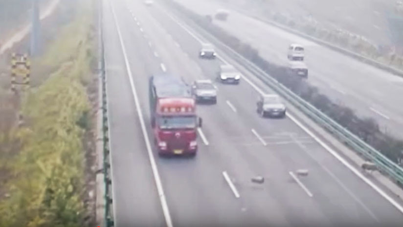 Tres ovejas provocan un accidente de tráfico mortal en China (videos)