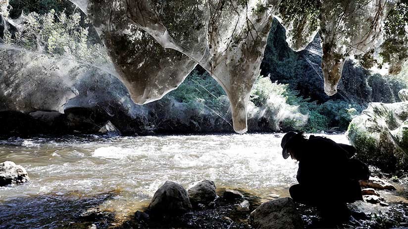 FOTOS: Un 'bosque encantado' de Jerusalén se cubre de telarañas gigantes