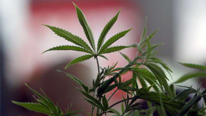 México: La Policía detiene a una joven por vender pasteles de marihuana en su escuela (FOTO)