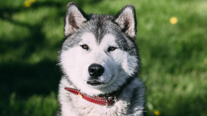 "No me puede estar pasando": Mujer quiso adoptar un perro y recibió una respuesta que indigna la Red
