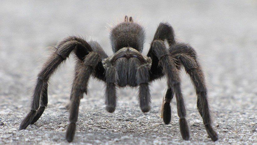 VIDEO: Una tarántula lucha hasta la muerte por su vida contra una avispa de la mitad de su tamaño