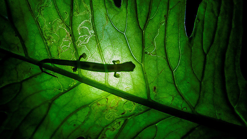 FOTOS: Captan por primera vez en nuestro siglo a esta rara especie en la selva de Guatemala