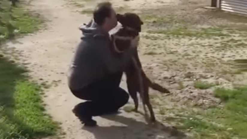 VIDEO: La emocionante reacción de un perro al reencontrarse con su dueño 3 años después