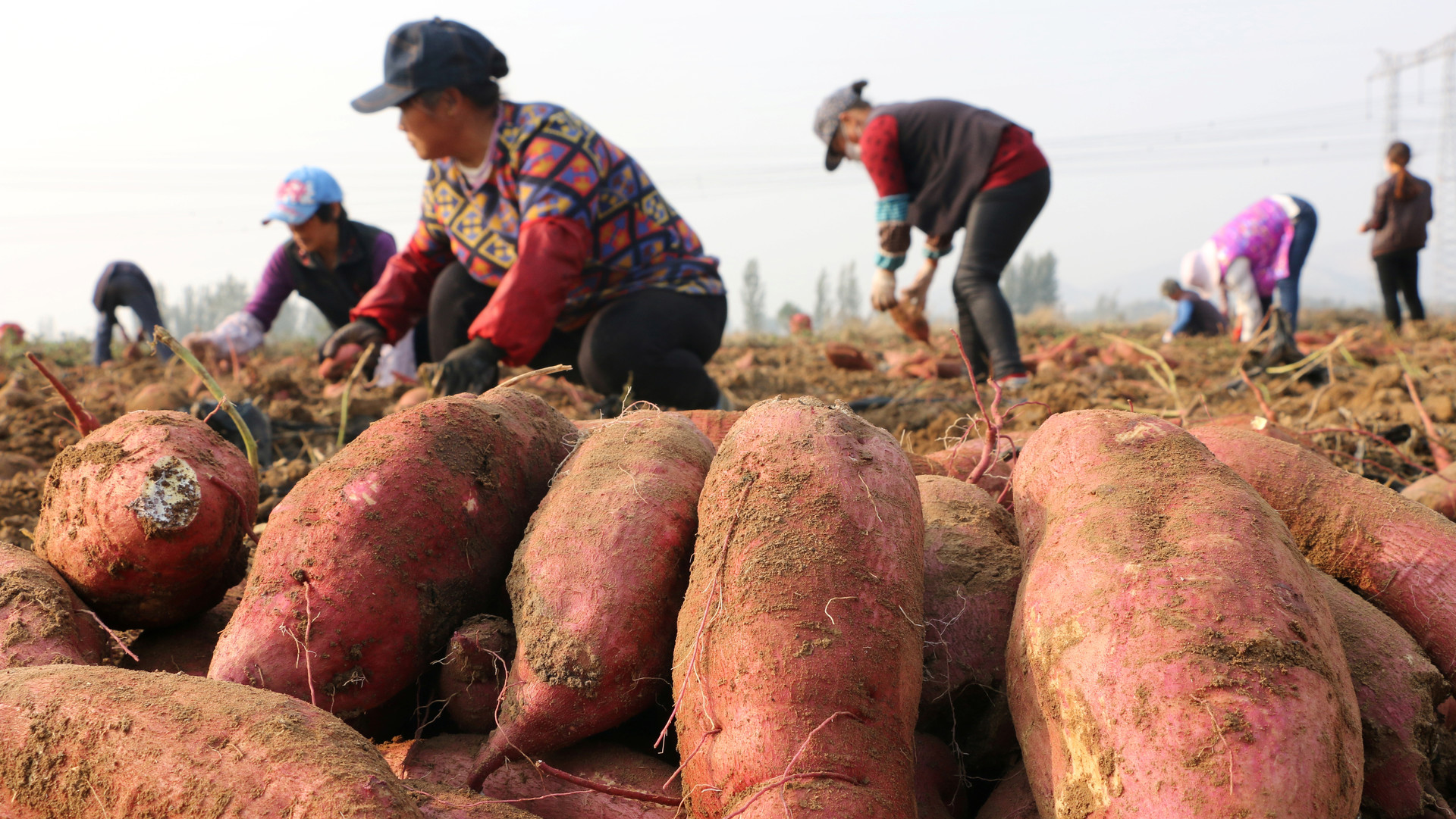 Resultado de imagen de imagenes de campesinos trabajando la tierra