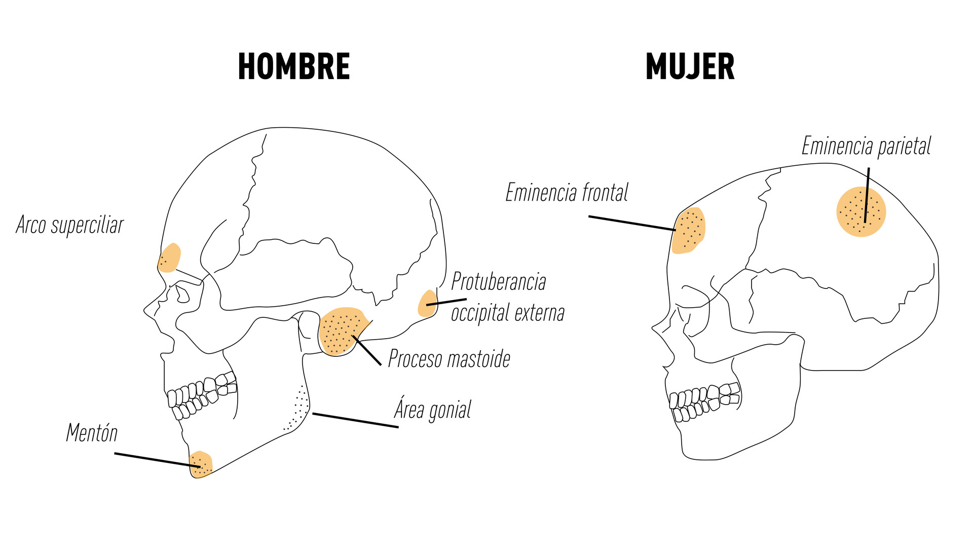 diferencias cráneo masculino y femenino - perfil