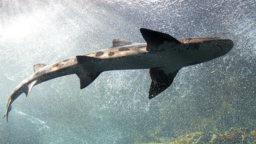 Tiburón ataca a mujer que buceaba en su luna de miel Tiburón ataca a mujer que buceaba en su luna de miel