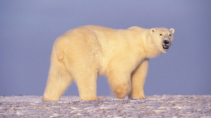 Ofrecen una explicación alternativa al "video desgarrador" del oso polar al borde de la muerte