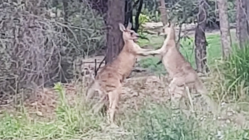 Mientras tanto en Australia: Un hombre interviene para separar a dos canguros boxeadores (VIDEO)