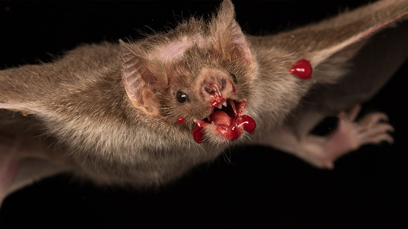 Científicos alertan que los vampiros en Perú matan a más vacas de lo pensado