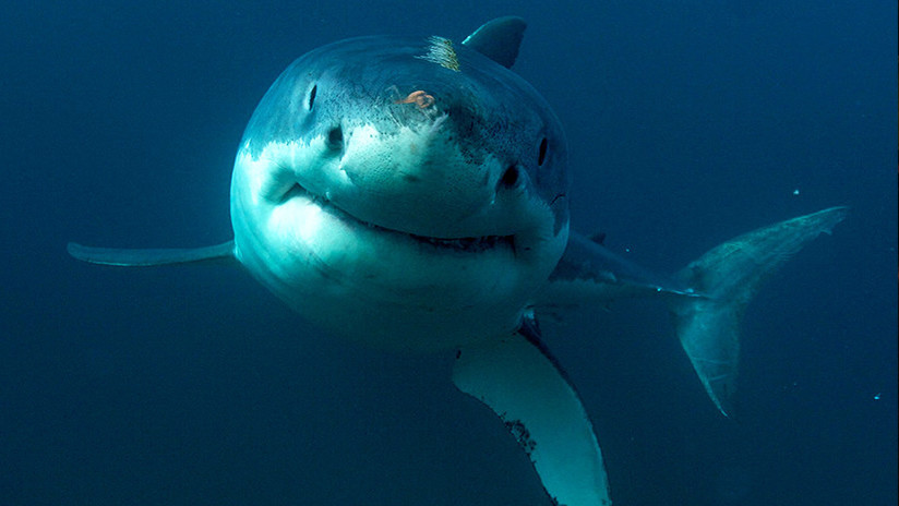 FOTOS: Tiburones se congelan hasta morir por las frías temperaturas en EE.UU.