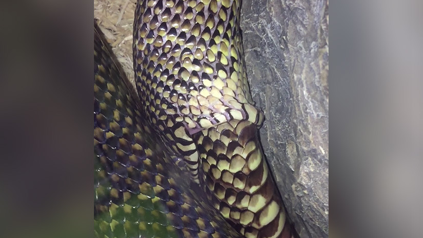 El espeluznante momento en que una serpiente se traga a sí misma