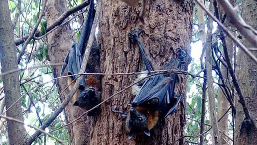 FOTO: Decenas de zorros voladores mueren 'hervidos' por la ola de calor que azota Australia