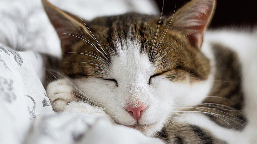 Una gatita francesa perdida da un paseo en tren antes de reencontrarse con su dueña