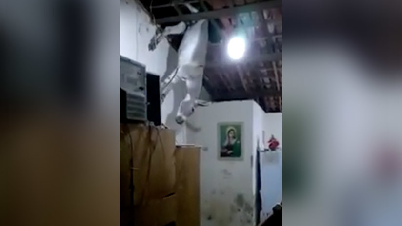 Desliz animal: "No hay lluvia, pero en su lugar nos caen burros" (VIDEO)