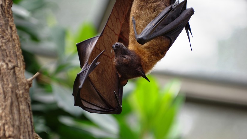 Un niño de EE.UU. muere de rabia por el mordisco de un murciélago
