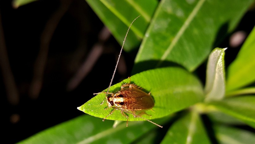Alerta en EE.UU.: las cucarachas invaden Miami